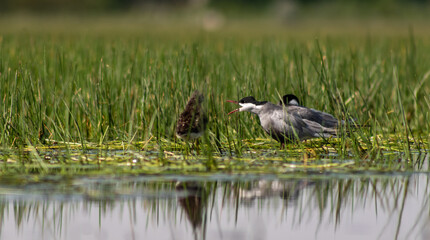 A pair of whiskered terns (Chlidonias hybrida) in a marshy environment