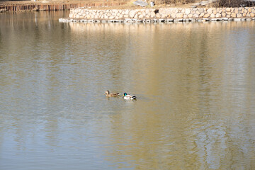 duck mallard couple domestic duck