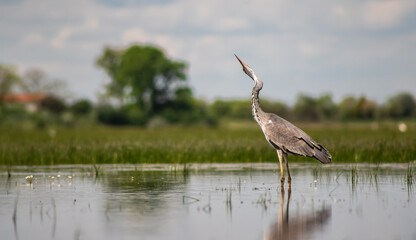 Young grey heron (Ardea cinerea) looking at the sky in a marshy environment