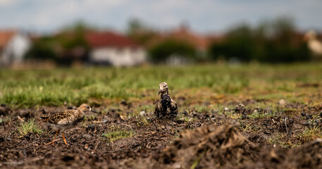 Ruff (Calidris pugnax) on a field, a small town in the background