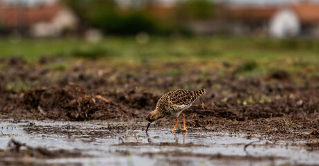 Ruff (Calidris pugnax) on a field, a small town in the background