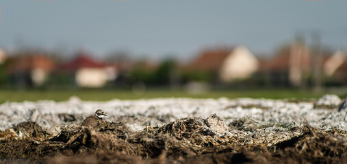 Little ringed plover (Charadrius dubius) resting with a small town in the background