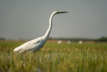 Great egret (Ardea alba) looking for fish in a marshy environment