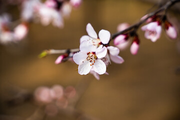 Fototapeta na wymiar spring mountain peach blossom