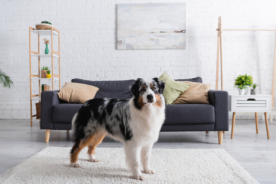 australian shepherd dog standing on carpet in modern living room.