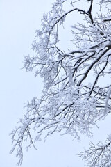 korea Mount Seorak Seoraksan winter snowy snow scene scenery nature fallen winter scenery