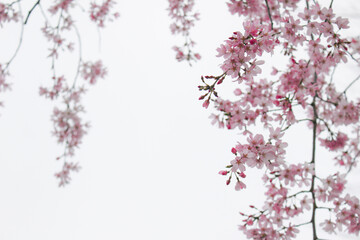 もうすぐ満開の桜