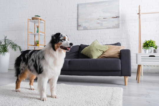 australian shepherd dog looking away and standing on carpet near grey sofa in modern living room.