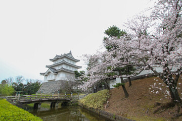 桜とお城