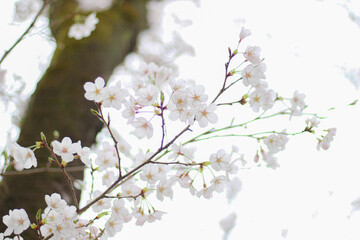 淡いピンクのサクラ