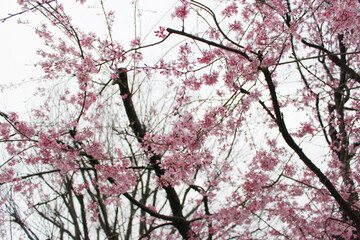きれいなピンク色のさくら