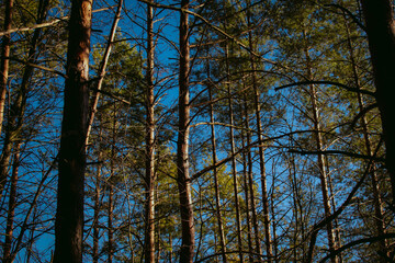 Early morning. Forest in Ukraine. Spruce or fir-trees on blue sky background