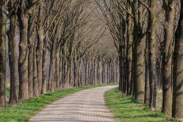 Small street with trees trunk along the way in Holland, Early spring landscape view with a row of tree on the both side of the road in Dutch countryside, Gelderland, Netherlands.