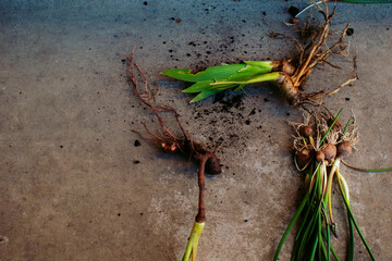 Closeup onions of iris and Muscari or grape hyacinth prepared for planting, on gray stone textured background, with copyspace