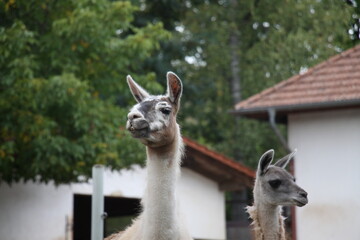 Lama