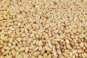 Wheat seeds close up