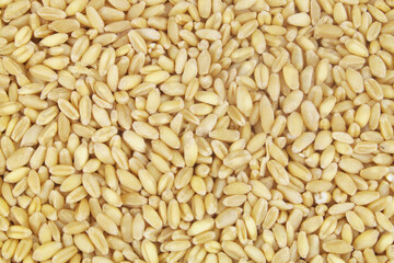 Wheat grains background
