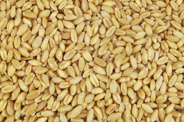 Wheat background, wheat seeds close up