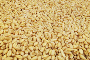 Wheat seeds background