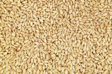 Wheat grains as background