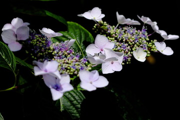 神秘的な額アジサイが美しい