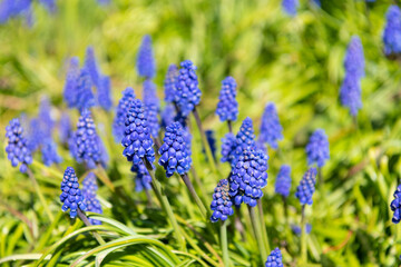 Obraz premium muscari flowers blooming. spring nature in bloom