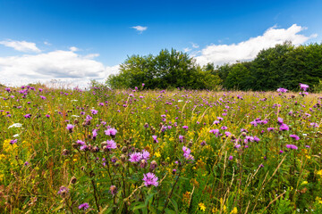 Obraz na płótnie Canvas meadow with blooming wild herbs near the forest. carpathian landscape on a sunny summer day. environmental friendly nature background