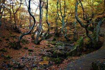 Fototapeta premium Autumn forest with orange shades.
