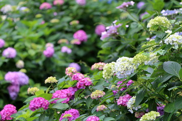 紫陽花が見事に咲き誇る初夏の風景