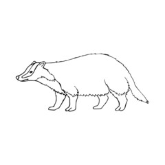 Vector hand drawn doodle sketch badger isolated on white background