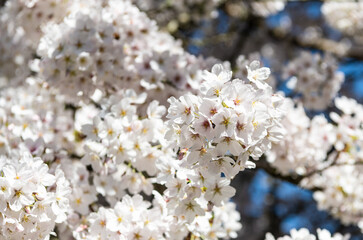 white blossom of seasonal sakura tree in spring. macro