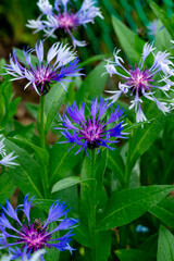 Centaurea montana (perennial cornflower, mountain cornflower, bachelor's button, montane knapweed, mountain bluet)  in the summer garden
