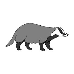 Obraz na płótnie Canvas Vector hand drawn doodle sketch colored badger isolated on white background