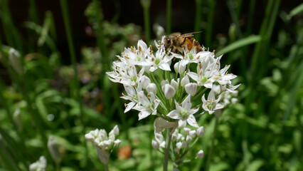 Honey bee pollinates Chives flowers