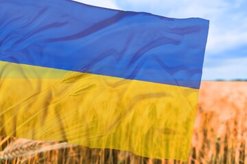 Flag of Ukraine on field background. Concept of wheat oats in Ukraine
