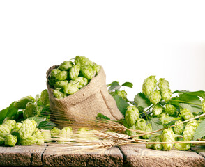 The main brewery ingredients- ripe hop cones and barley ears on a rustic wooden table surface, in...