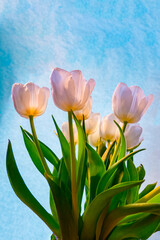 spring greeting card with flowers: white tulips on a sky-blue background. The concept of spring, tenderness, femininity. copy space