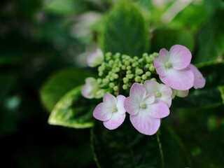 可愛いピンクが良く似合う紫陽花