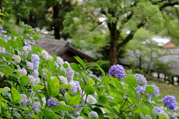 小雨のあじさい園