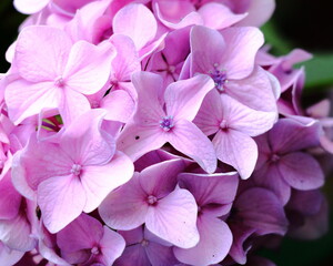 Fototapeta premium ピンク色のあじさいのクローズアップ