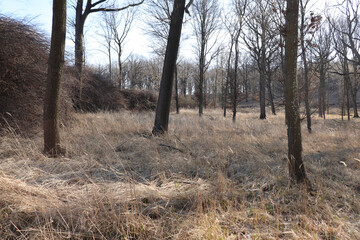Lichter Wald mit Trockenem Gras