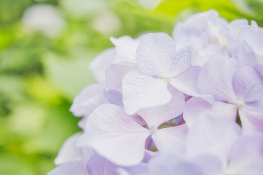パステルカラーが可愛い紫陽花のアップ