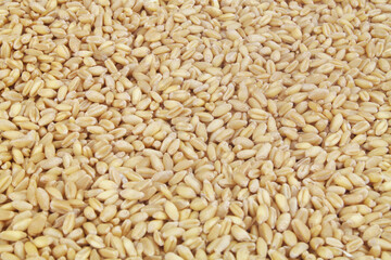 Wheat grains background 