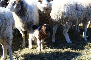 Flock of sheep with newborn lamb