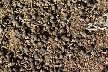 Sheep manure on the ground