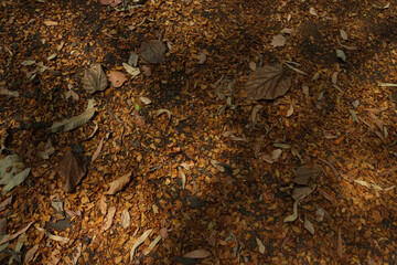 Top angle shot of dry leaves on ground
