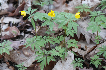 Anemone ranunculoides