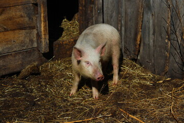 Piglet in the pigpen 