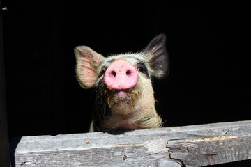 Piglet looking from behind wooden pigpen fence