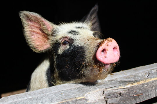 Piglet looking behind wooden pigpen fence
